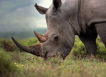 6 Days Masai Mara, Lake Nakuru & Amboseli