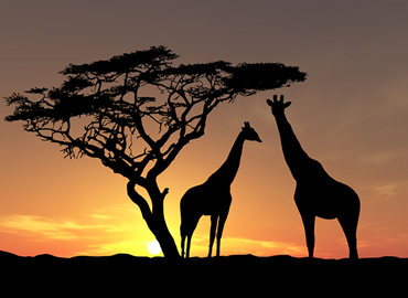 2 Days Masai Mara, Lake Nakuru and Lake Naivasha