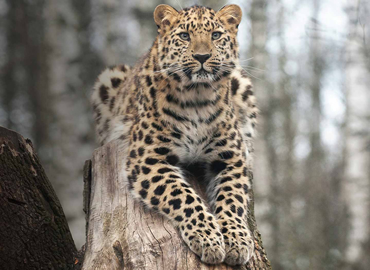 7 Days Masai Mara Mara, Lake Naivasha, Lake Nakuru & Amboseli