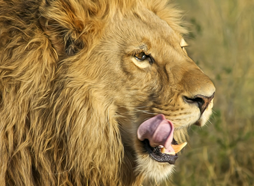 5 Days Masai Mara, Lake Nakuru & Naivasha